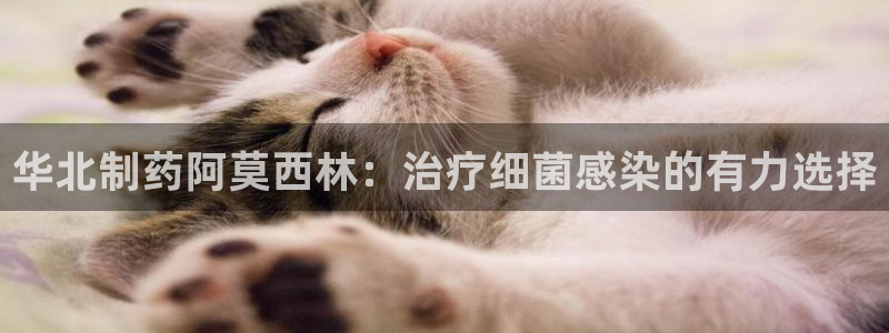 九游会老哥必备的交流社区：华北制药阿莫西林：治疗细菌感染的有力选择