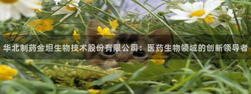 九游老哥俱乐部官网登录入口：华北制药金坦生物技术股份有限公司：医药生物领域的创新领导者